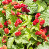 3 Sweet Thornless Boysenberry Plants Live, Garden Plant, 4-6 Inch Tall