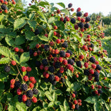 2 Cold Hardy Black Berry Live Plants, Outdoor Garden Plant, 4-6 Inch Tall