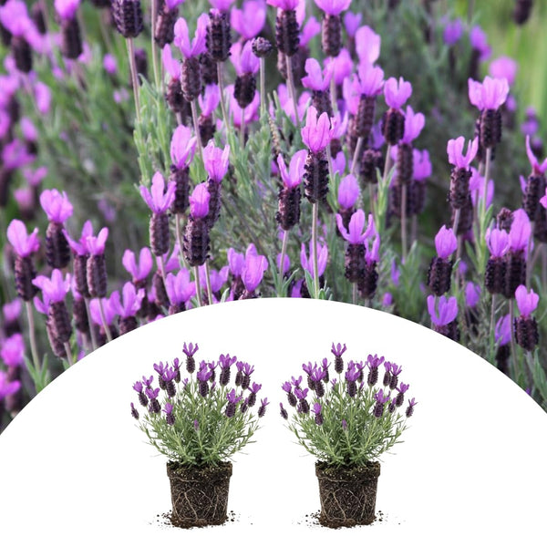 2 Spanish Lavender Plants Live, 4-7 Inch Tall