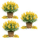 3 Yellow Shrimp Plants Live, Vibrant Flower Starter Plant, 4-7 Inch Tall