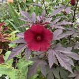 Pack 3 Cranberry Hibiscus Plant Live,4-6" Tall