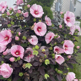 Pink Red Hibiscus Live Plant 5-7", in Pot