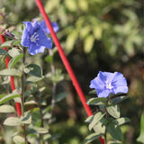 2 Blue Evolvulus Live Plants, Garden Plant, 4-6 Inch Tall