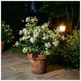 4 Night Blooming Jasmine Plants Live, 4-7 Inch Tall, Jasmine Plant Live