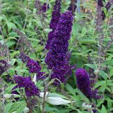 Deep Blue Purple Buddleia Plant Live, Fragrant Butterfly Bush, 5-8" Tall