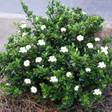 Gardenia Plant Live, Fragrant Flower Plant, 5-7 Inch Tall, 3.5 Inch Pot