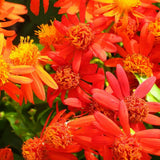 4 Orange Mexican Flame Vine Plants Live, 4-6 Inch Tall