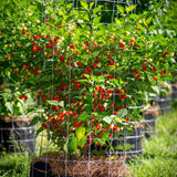 2PPP Biquinho Pepper Plants Live, 4-7 Inch Tall, 4 Inch Pot