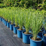 5 Lemongrass Plants Live, Fragrant Herb Plant