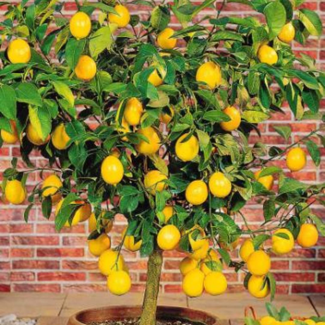 Yellow Meyer Lemon Tree Live Plant, Fragrant Citrus Fruit Tree, 2 Ft Tall