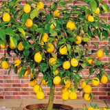 Yellow Meyer Lemon Tree Live Plant, Fragrant Citrus Fruit Tree, 2 Ft Tall