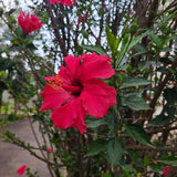 2 Cranberry Hibiscus Plants Live, Hardy Hibiscus Flowers, 4-6 Inch Tall