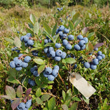 2 Top Hat Blueberry Plant Live, Rooted Berry Seedling, 4-6 Inch Tall