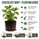 Chocolate Mint Plant Live, 4-5 Inch Tall, 3.5 Inch Pot