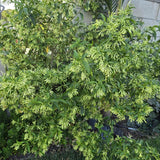 3 Jasmine Live Plants, Night Blooming Jasmine Plants, 4-6 Inch Tall