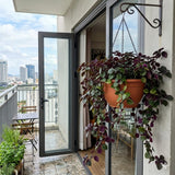 2 Purple Swedish Ivy Live Plants, Houseplant, 4-6 Inch Tall