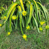 3 Yellow Dragon Fruit Trees Live Plants, Outdoor Garden Fruit Plant