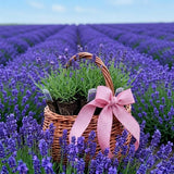 Purple Lavender Live Plant, 3.5 Inc Pot, Fragrant Herb Plant, 4-8 Inc Tall