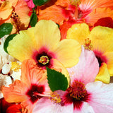 4 Mixed Hibiscus Plant Live, Tropical Flower Shrub, 4-6" Tall