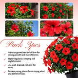Set of 3 Hardy Hibiscus Live Plants, Bright Red Hibiscus Plant, 4–6" Tall