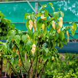 Pepper Chili Live Plant, Chili Plant, 4-7 Inch Tall, 4 Inch Pot