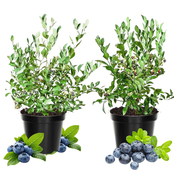 2 Misty Blueberry Bushes Live Plants, Edible Fruit Plant, 4-6 Inch Tall