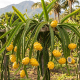3 Yellow Dragon Live Plants, Yellow Fruits Tree, 3-7 Inch Tall