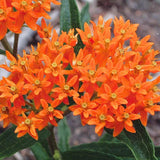 2 Orange Milkweed Live Plants, Perennial Flower Plant, 4-8 Inch Tall