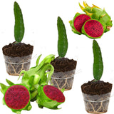 3 Purple Dragonfruit Live Plants, 3-6 Inch Tall