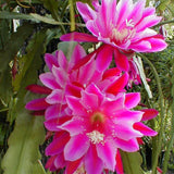 Pink Epiphyllum Live Plant, Flowering Houseplant, 6-8 Inch Tall