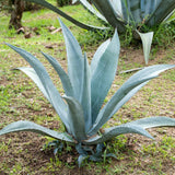 Blue Agave Succulent Live Plant, Yard Landscape Plant, 4 Inch Pot