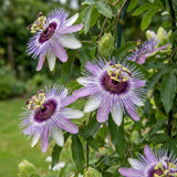 2 Lavender Passion Flower Plants, Passiflora Flower Plant, 4-6 Inch Tall