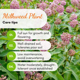 2 Purple Live Milkweed Plants, Patio Container Plant, 4-6 Inch Tall