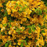 Set 2 Gold Bougainvillea Live Plant 5-7 Inch Tall