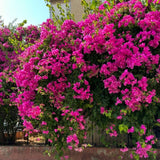 Set 2 Light Pink Bougainvillea Live Plant 5-7 Inch Tall
