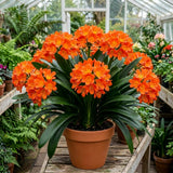 Orange Clivia Miniata Live Plant, Indoor Plant, 6 Inch Pot