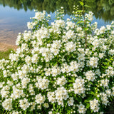Sweet Mock Orange Bush Plant, Mock Orange Ornamental Plant, 4-9 Inc Tall