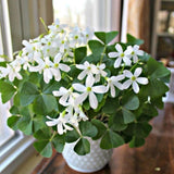 Green Shamrock Oxalis Live Plant, Indoor Decor Plant, 3.5 Inch Pot