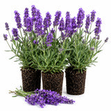 Deep Purple Lavender Plant Live, Purple Blooms Flower, 4-6 Inch Tall