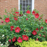 Pack 2 Bright Red Hibiscus Plant Live 4-7" Tall