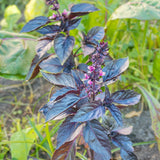 2 Purple Basil Plants Live, Balcony Herb Plant, 3-6 Inch Tall