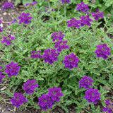 3 Purple Verbena Plants Live, Verbena Flower Plant, 4-6 Inch Tall