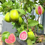 Pink Guava Live Plant, Starter Fruit Plant, 8-10 Inch Tall