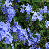 2 Blue Plumbago Plants Live, Well-Rooted Starter Plant, 4-6 Inch Tall