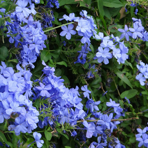 2 Blue Plumbago Plants Live, Well-Rooted Starter Plant, 4-6 Inch Tall