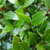 Bay Leaf Plant, Bay Laurus Nobilis Plant Live, 8-10 Inch Tall
