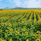 Yellow Sunflower Live Plant, Outdoor Garden Flower Plant, 3-5 Inch Tall