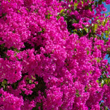 Purple Bougainvillea Live Plant, Flowering Vine, 4 Inch Tall