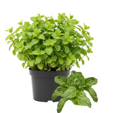 2 Mojito Mint Herb Live Plants, 4-5 Inch Tall