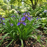 4 Purple Walking Iris Rhizomes for Planting, Heirloom Iris Plant